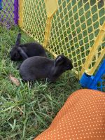 Rex bunnies for sale