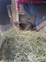 Two healthy rabbits for sale
