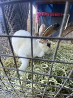 Two healthy rabbits for sale