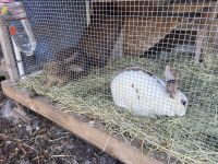 Two healthy rabbits for sale