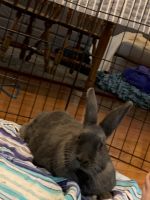 Rabbit Rabbits for sale in Olney, MD, USA. price: $50