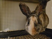 Rabbit Rabbits for sale in Cheshire, CT, USA. price: $200