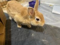 Beautiful Golden brown bunny