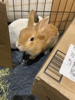 Beautiful Golden brown bunny