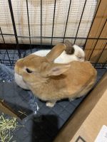 Beautiful Golden brown bunny