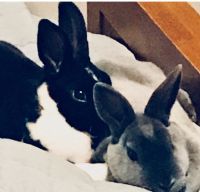 2 Rex Rabbits