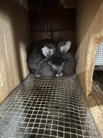 Rabbit re homing