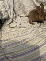 Rabbit for sale