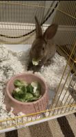 Rabbit for sale