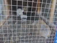 14 Free Rabbits male and Female