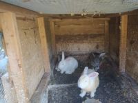 14 Free Rabbits male and Female