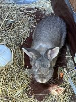 Rabbit Rabbits for sale in Deep River, CT 06417, USA. price: NA