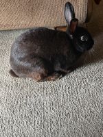 Rabbit Rabbits for sale in Twin City, GA 30471, USA. price: $100