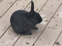 Rabbit Rabbits for sale in Foristell, MO 63348, USA. price: $1