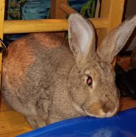 Rabbit Rabbits for sale in Meredith, New Hampshire. price: $50