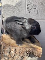 Rabbit Rabbits for sale in Mesa, Arizona. price: NA
