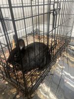 Rabbit Rabbits for sale in Burlington, New Jersey. price: $240