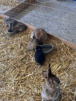 Rabbit Rabbits for sale in Yamhill, Oregon. price: $12