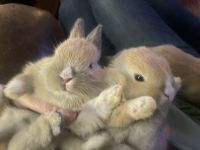 Rabbit Rabbits for sale in Naperville, IL, USA. price: $30