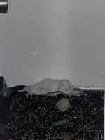 6month old up for adoption