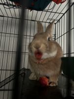 Rabbit for rehoming