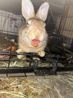 Rabbit for rehoming