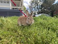 Rabbit for rehoming