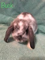 Mini Lop/Holland Lop Mixes
