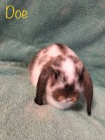 Mini Lop/Holland Lop Mixes
