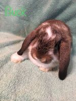 Mini Lop/Holland Lop Mixes