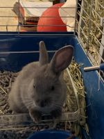 FREE Rabbit (potty trained)