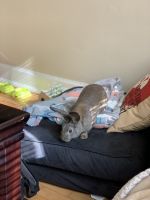 BUNNY FOR SALE