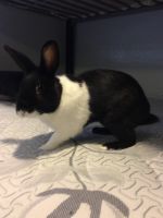 Rabbit In Need Of Care