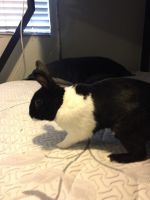 Rabbit In Need Of Care