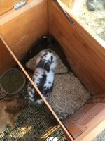Male and female rabbits for sale