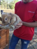 Male and female rabbits for sale