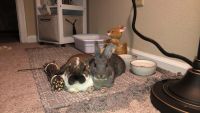 Litter trained pet rabbit- mixed breed