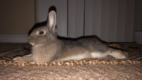 Litter trained pet rabbit- mixed breed
