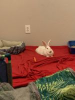 Rabbit for sale with food and toys