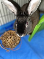 Super soft bunny for sale !!