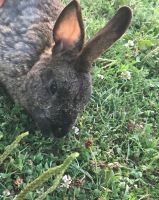 Rabbit to find a home