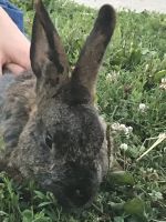 Rabbit to find a home