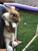 3 Bunnies for sale- All under 1 year