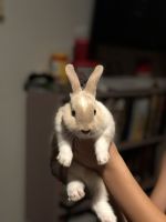 3 Bunnies for sale- All under 1 year