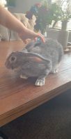 Rabbit Rabbits for sale in Howard Beach, Queens, NY, USA. price: $60