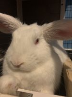 Rabbit Rabbits for sale in Fayetteville, NC, USA. price: NA