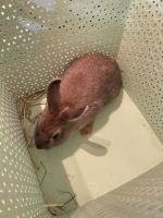 4mo Old Male Bunny