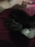 Kid friendly bunny rabbits