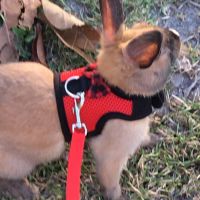 Kid friendly bunny rabbits