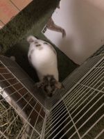 Cookie needs new home